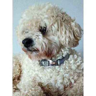 Engraved Cotton Dog Collar for Small Breeds