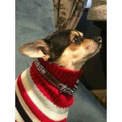 Finnigan's Enchanted Dog Lead Hand Made